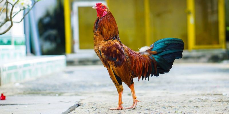 Cách nuôi gà đá giúp gà phát triển khoẻ mạnh